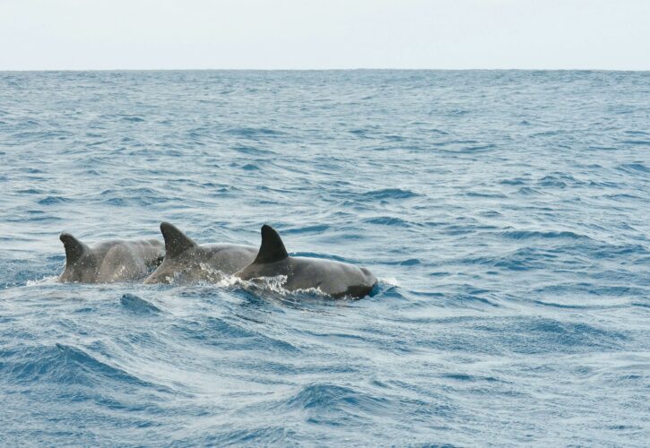Dolphin watching in Tenerife: Complete guide for an unforgettable experience
